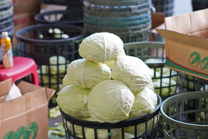 《圖說》國產高麗菜盛產,歡迎到市場購買高麗菜,享用美味健康的國產高麗菜,一起支持全國的農友。〈農業局提供〉