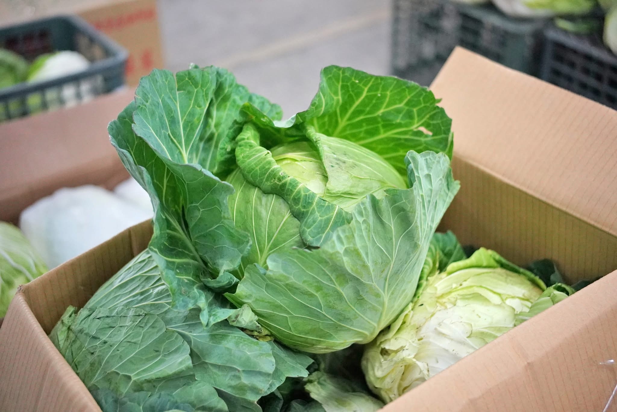 《圖說》國產高麗菜進入盛產期,冬天的高麗菜脆又甜、價格實惠,正是享用美味的好時刻。〈農業局提供〉