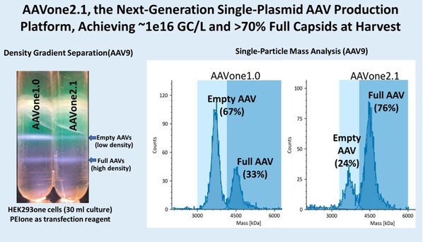 AAV2.1 實現約每公升 1×10^16 個基因體拷貝數 (1×10^16 GC/L)，並於收穫時達到超過 70% 的全衣殼比例